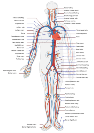Human circulatory system. Retrieved from study.com